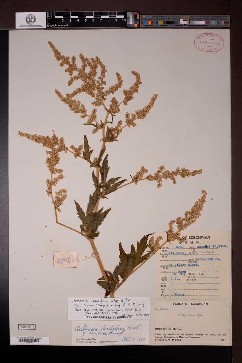 Artemisia lactiflora var. incisa photo 3