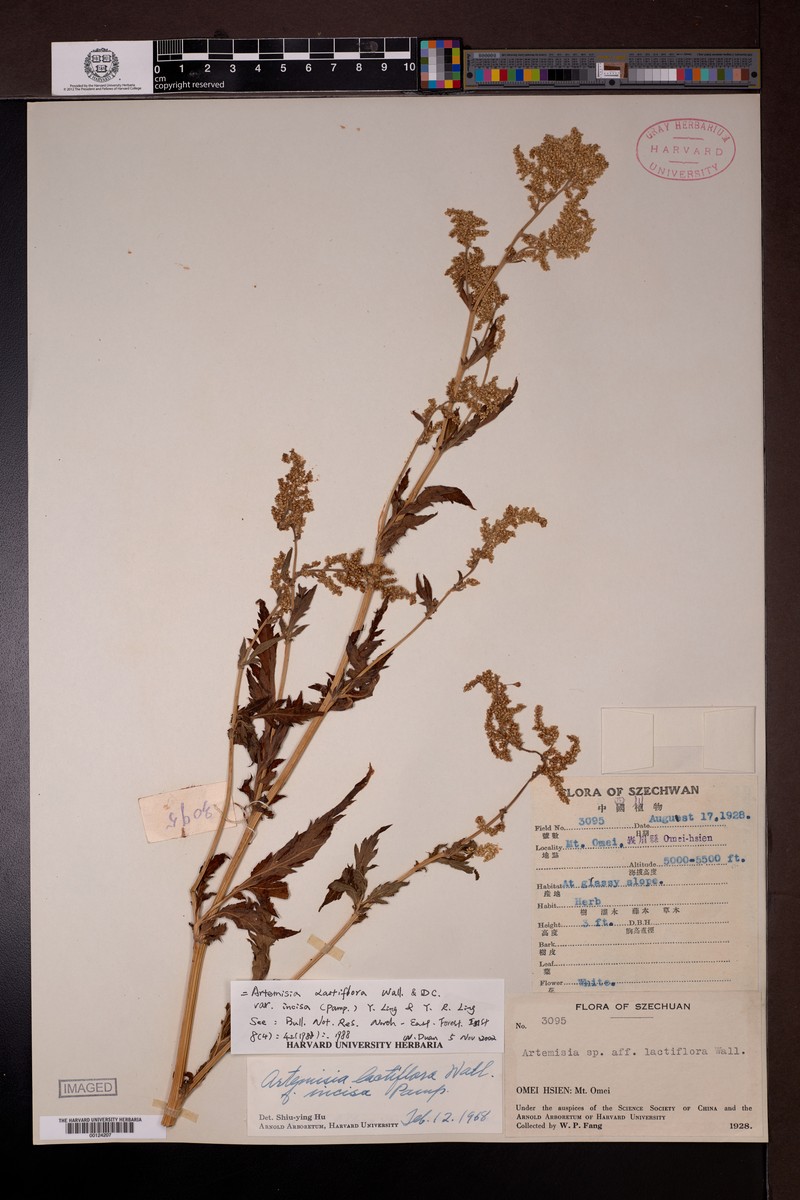 Artemisia lactiflora var. incisa photo 4