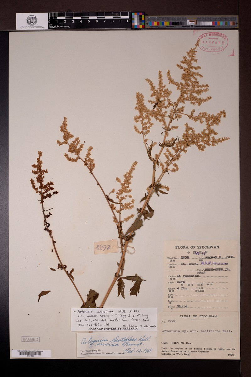 Artemisia lactiflora var. incisa photo 5