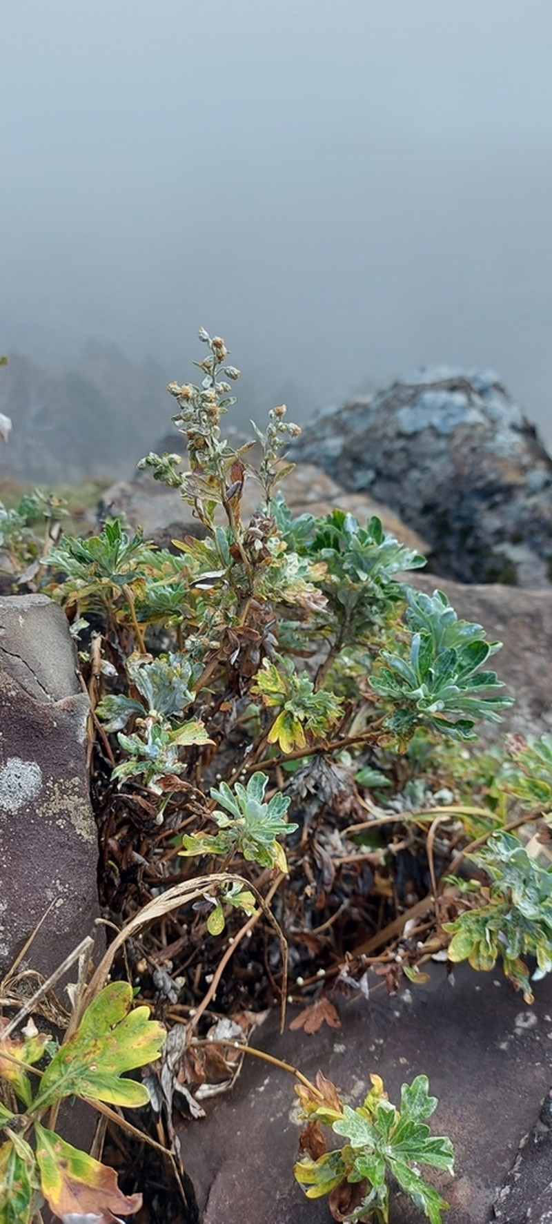 Artemisia lagocephala