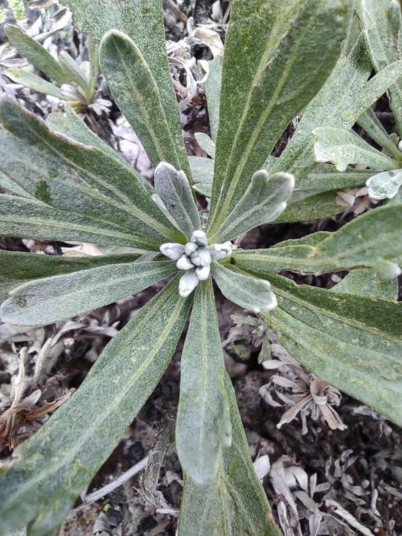 Artemisia lagocephala photo 3
