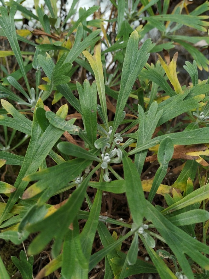 Artemisia lagocephala photo 4
