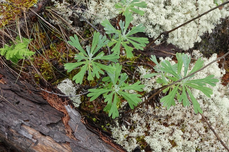 Artemisia lagocephala photo 5