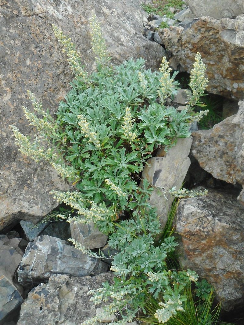 Artemisia lagocephala photo 6