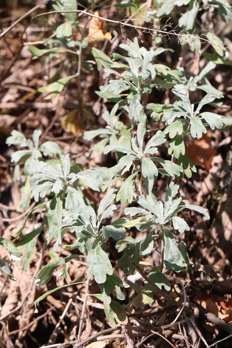 Artemisia lagocephala photo 7