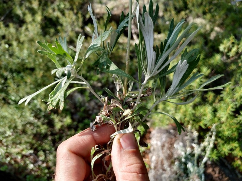 Artemisia lagocephala photo 8