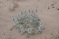 Artemisia lagopus