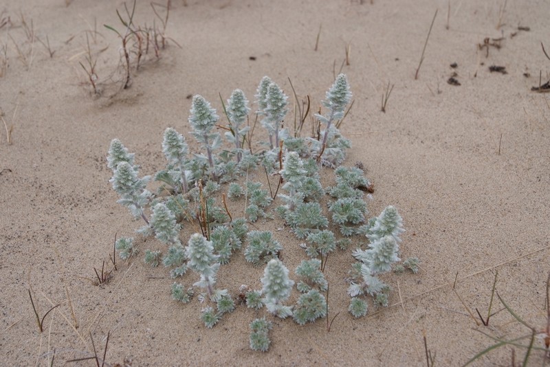 Artemisia lagopus