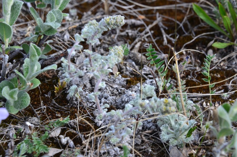 Artemisia lagopus photo 3