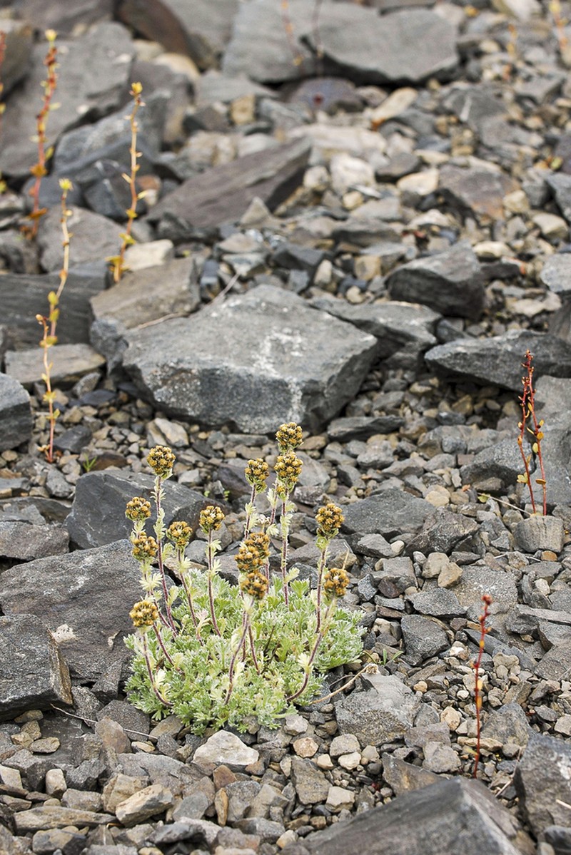 Artemisia lagopus photo 4