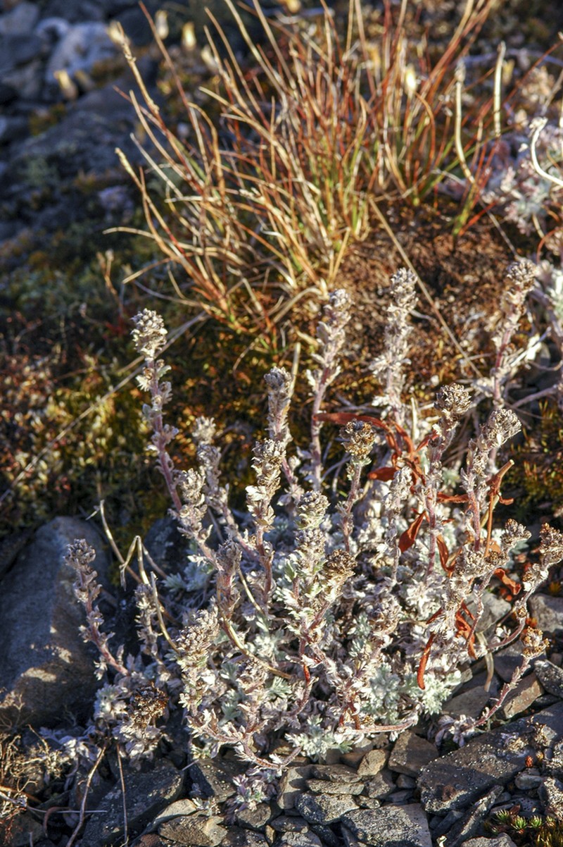 Artemisia lagopus photo 5