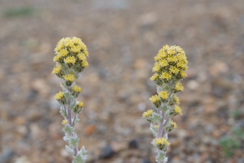 Artemisia lagopus photo 6