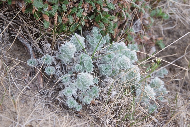 Artemisia lagopus photo 7