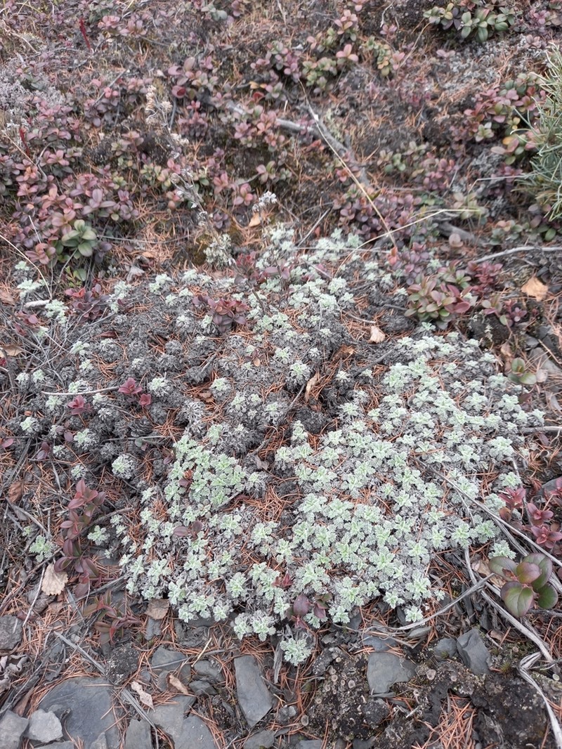Artemisia lagopus photo 8