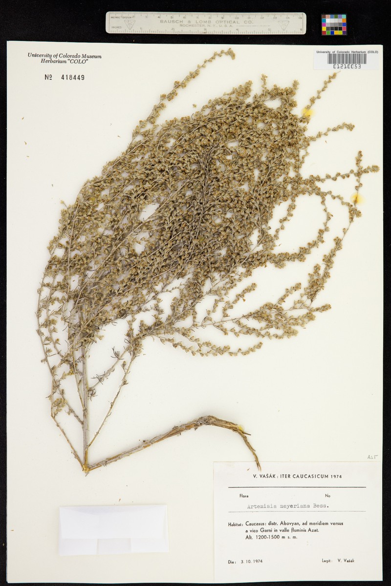 Artemisia lagopus subsp. lagopus