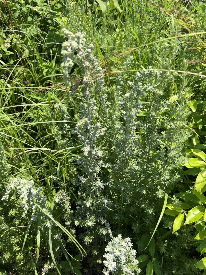Artemisia lancea