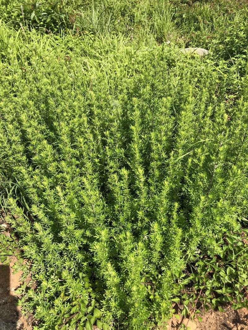 Artemisia lancea photo 2