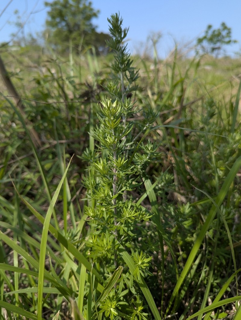 Artemisia lancea photo 3