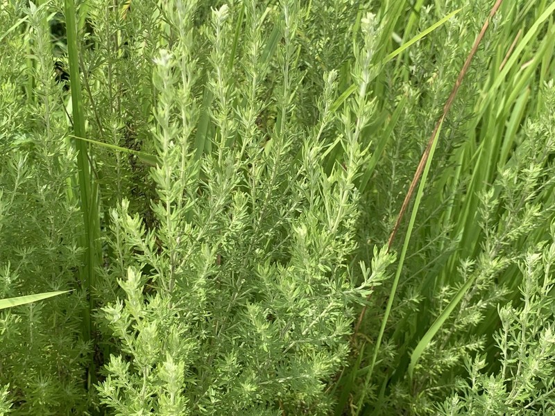 Artemisia lancea photo 4
