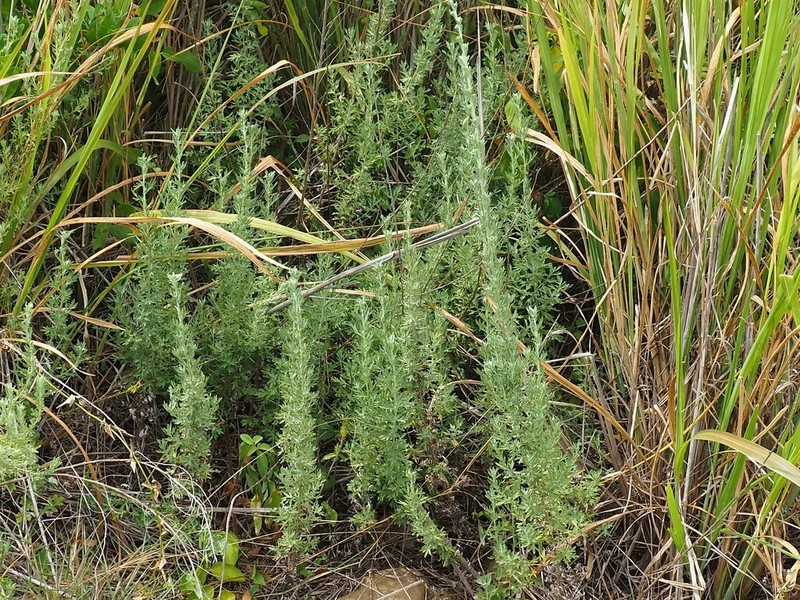 Artemisia lancea photo 5