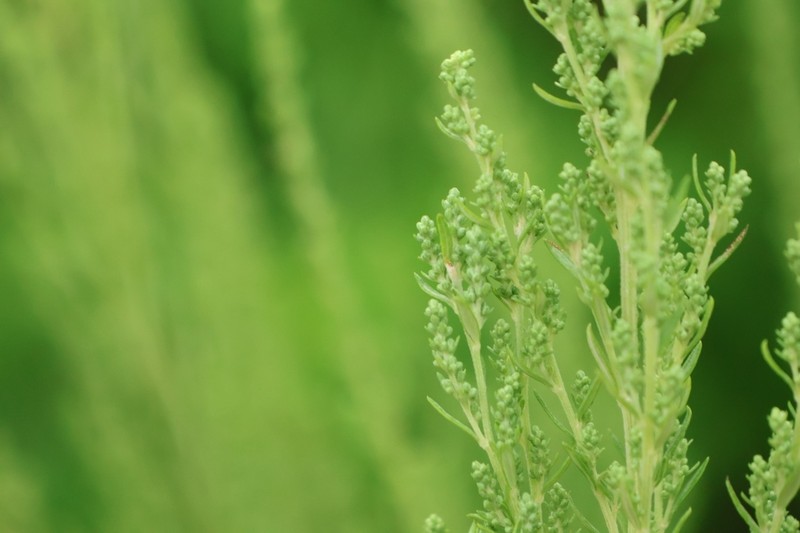 Artemisia lancea photo 6