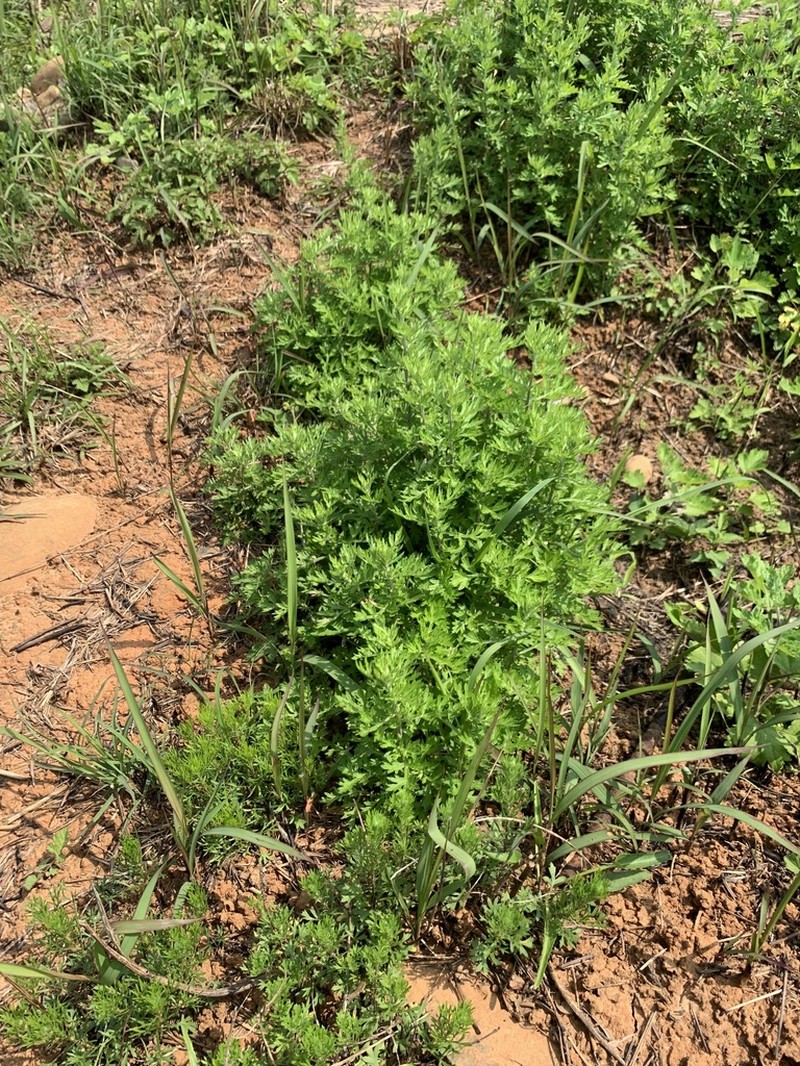 Artemisia lancea photo 7