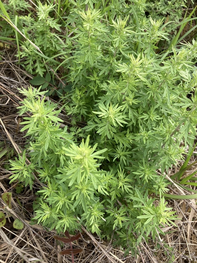 Artemisia lancea photo 8