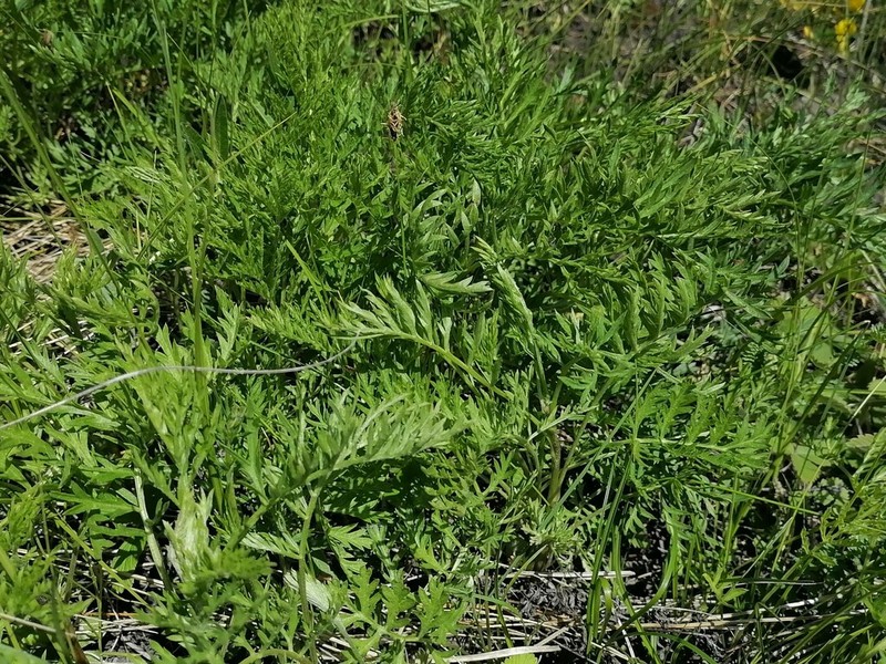 Artemisia latifolia