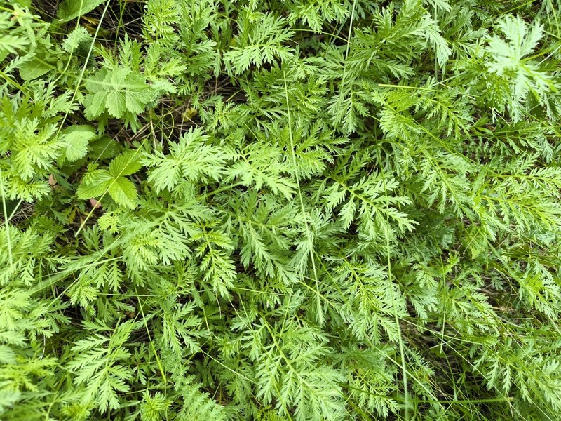 Artemisia latifolia photo 3