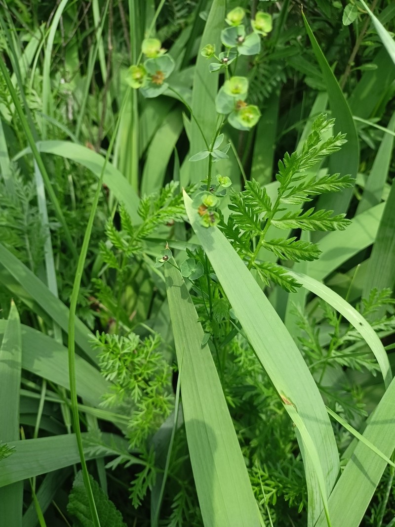 Artemisia latifolia photo 4
