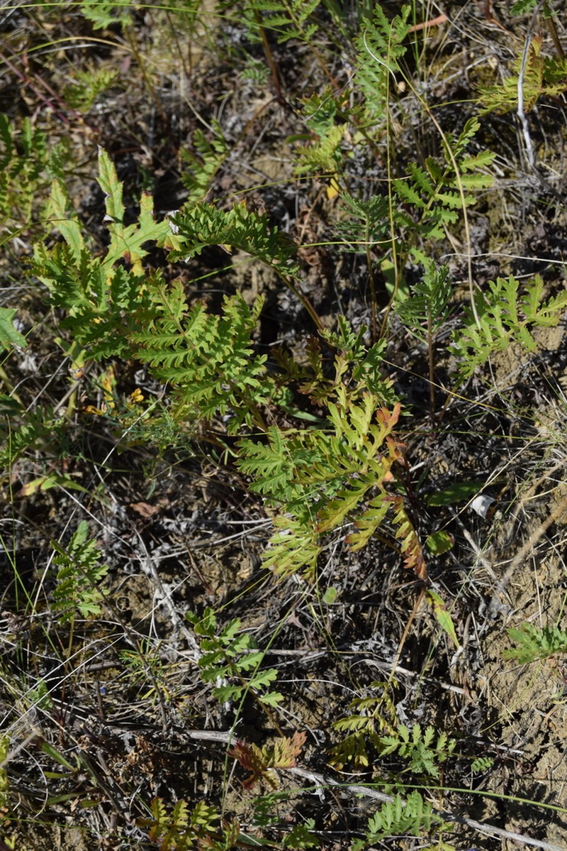 Artemisia latifolia photo 5