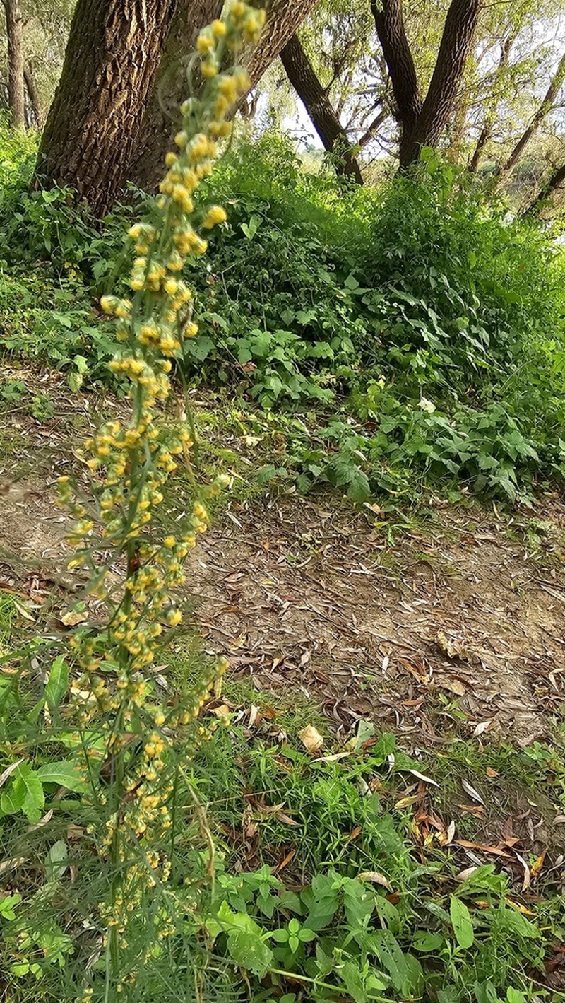 Artemisia latifolia photo 6
