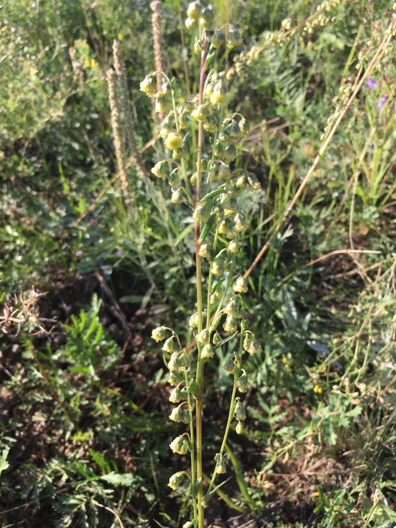 Artemisia latifolia photo 8