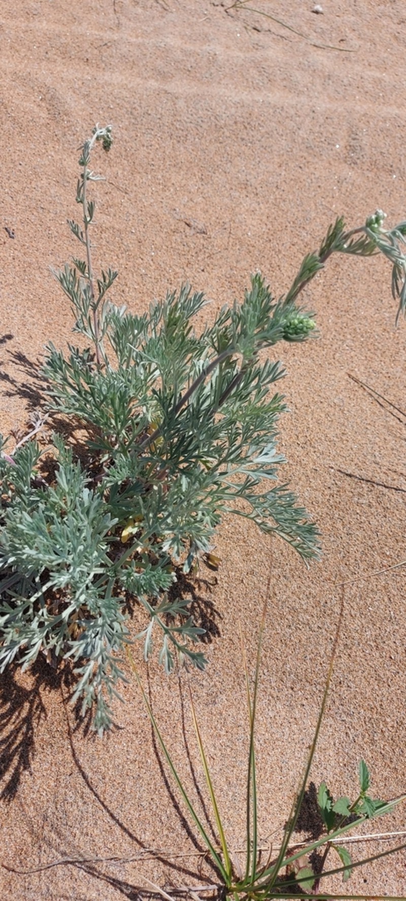 Artemisia ledebouriana