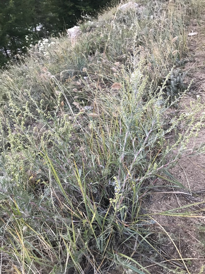 Artemisia ledebouriana photo 2