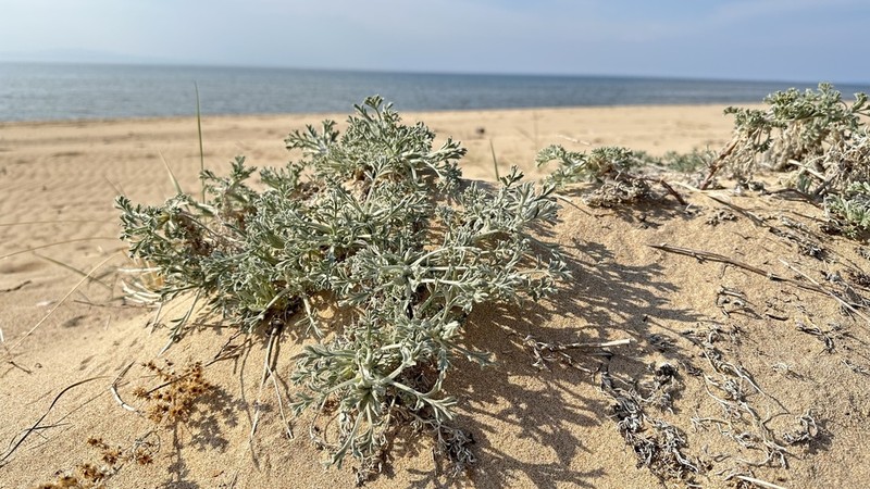 Artemisia ledebouriana photo 4