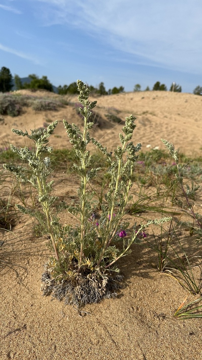 Artemisia ledebouriana photo 5