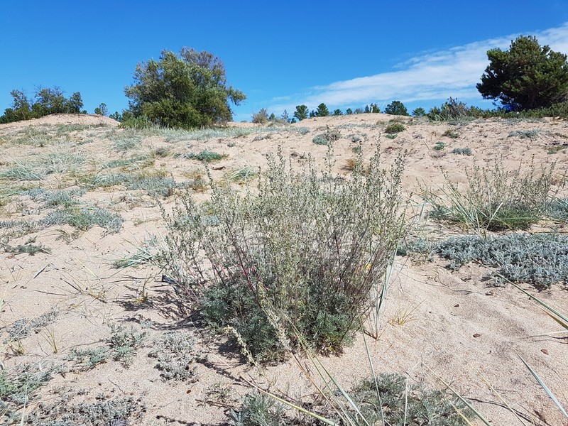 Artemisia ledebouriana photo 6