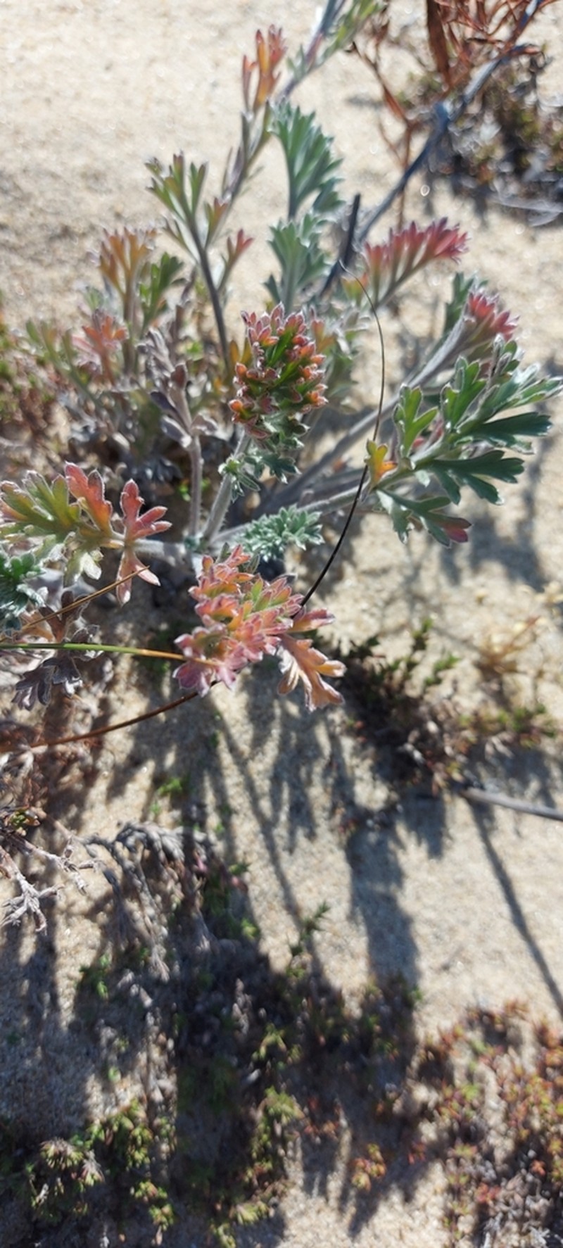 Artemisia ledebouriana photo 7