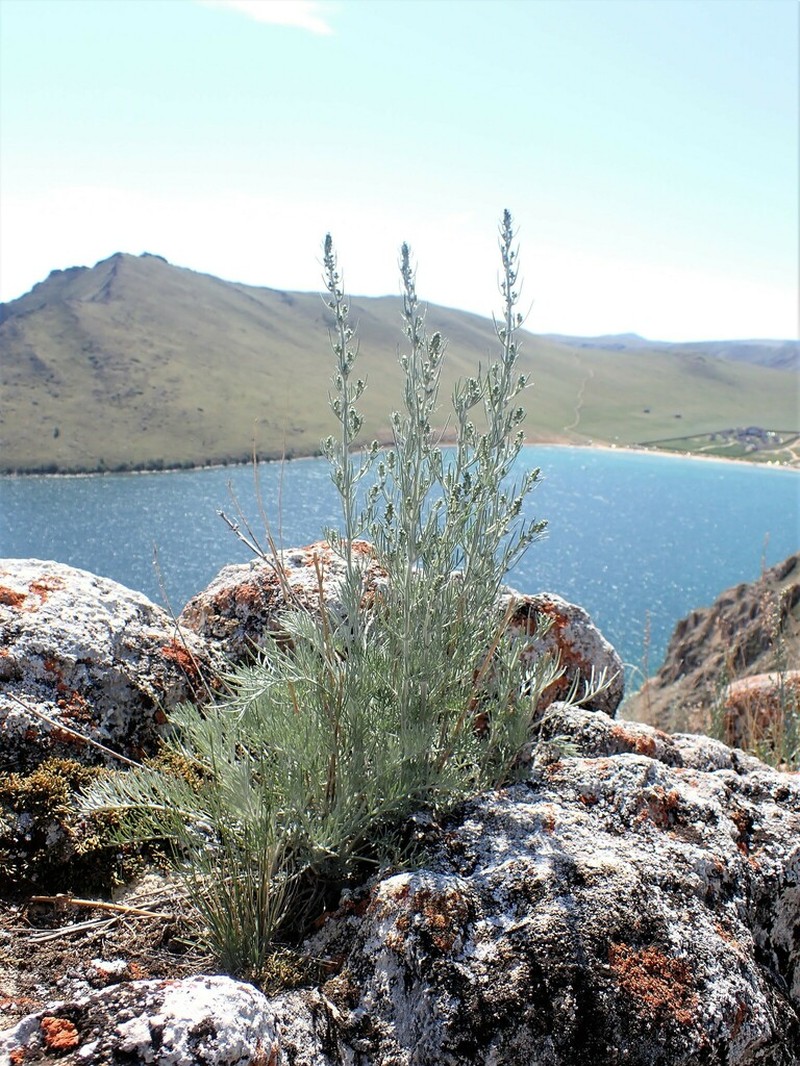 Artemisia ledebouriana photo 8
