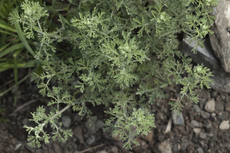 Artemisia lehmanniana