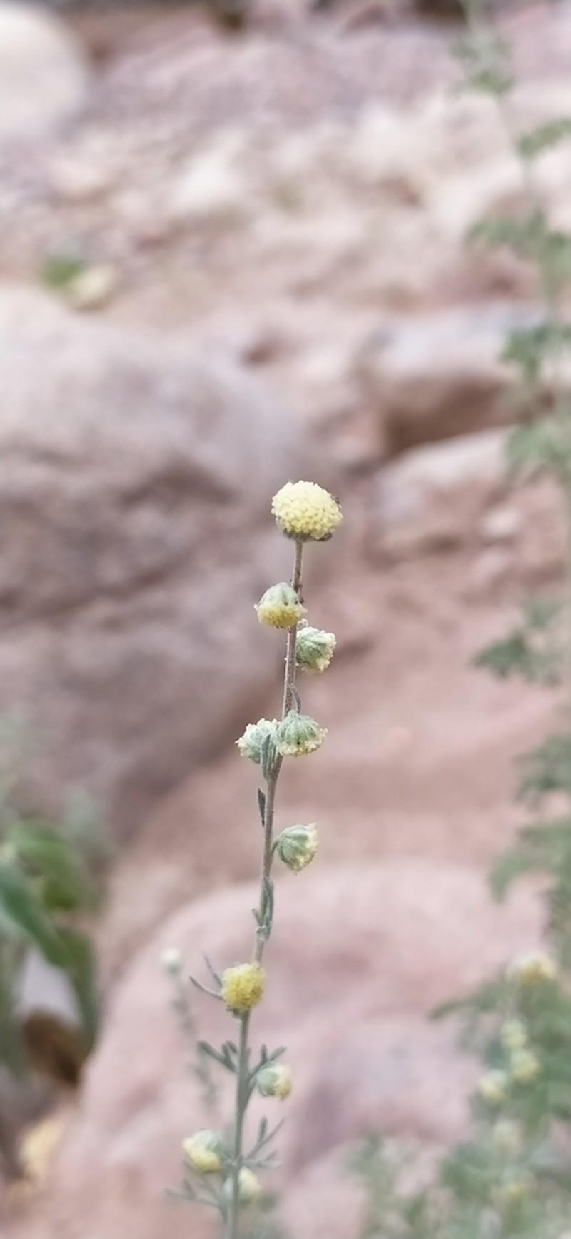 Artemisia lehmanniana photo 2
