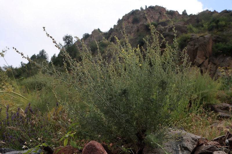 Artemisia lehmanniana photo 3