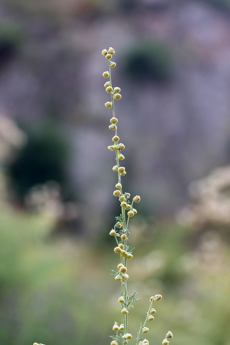Artemisia lehmanniana photo 4