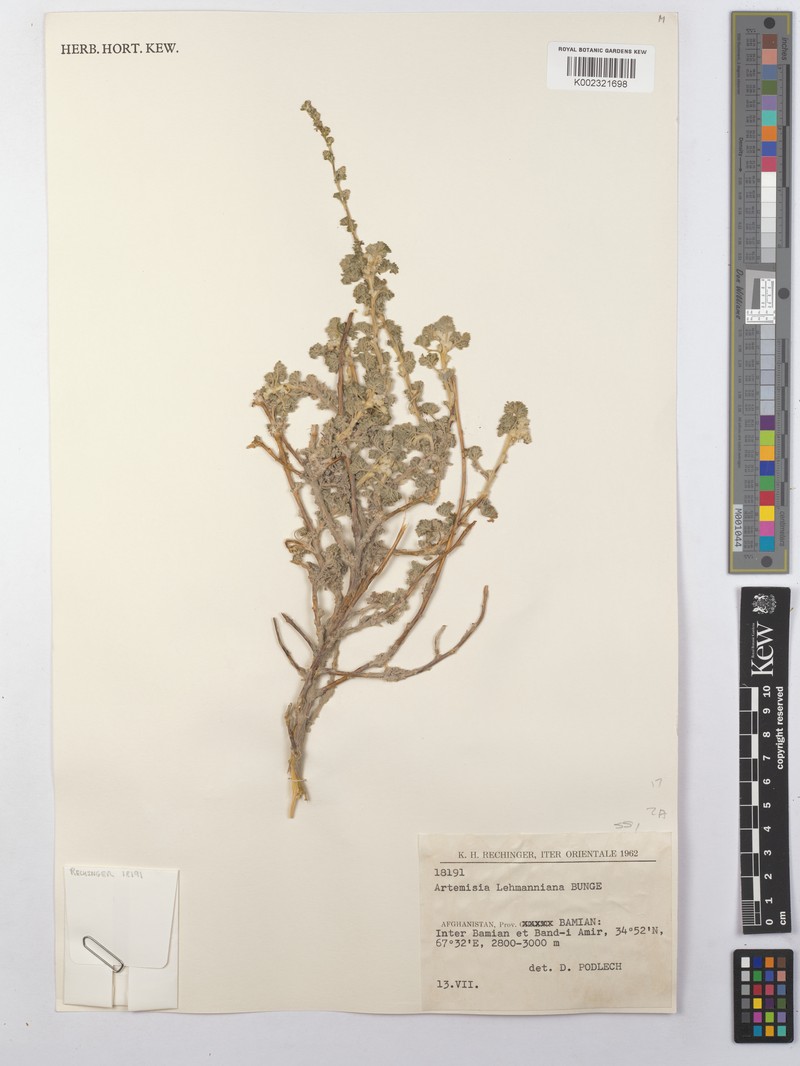 Artemisia lehmanniana photo 5