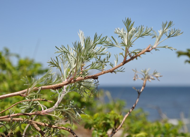 Artemisia lercheana photo 2