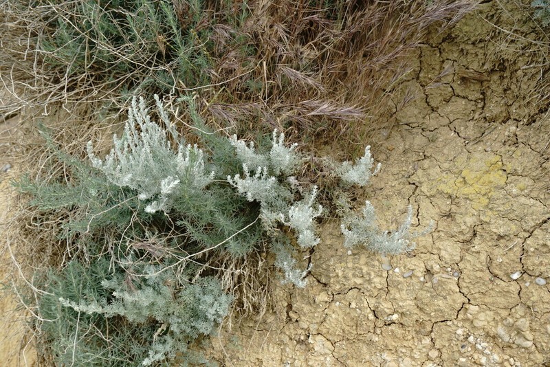 Artemisia lercheana photo 3