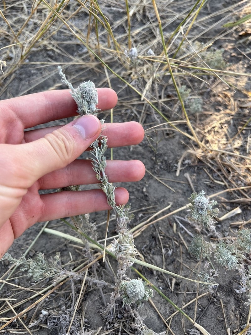 Artemisia lercheana photo 4