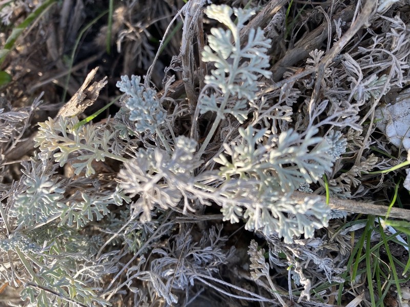 Artemisia lercheana photo 5