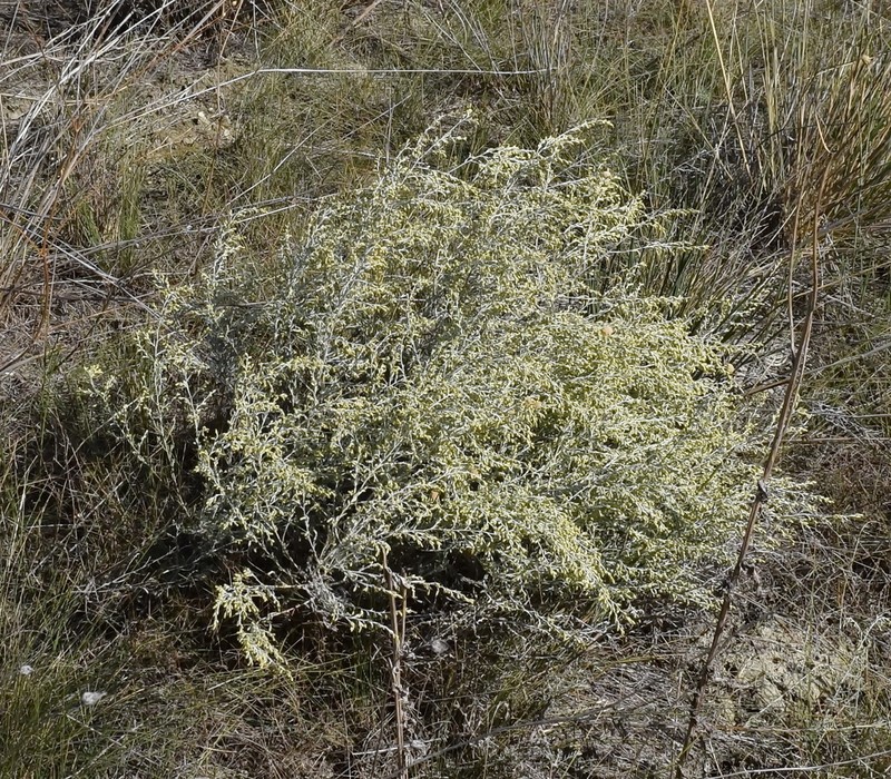 Artemisia lercheana photo 6